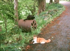 Cats & garden roller